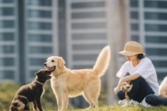 東方智啟科技APP開發(fā)-上門寵物服務小程序開發(fā)提升用戶體驗和服務效率